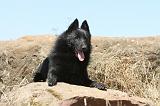 SCHIPPERKE 056